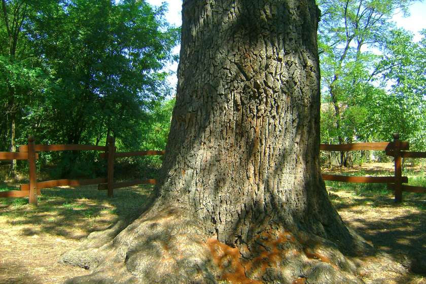 nagykőrösi basafa törzse
